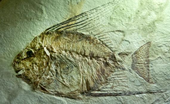 קצר על הפרשה | מאובנים הם סוג של ספר קודש