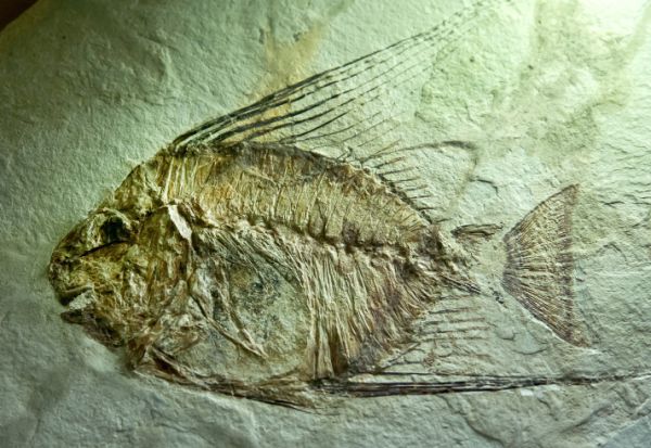 קצר על הפרשה | מאובנים הם סוג של ספר קודש