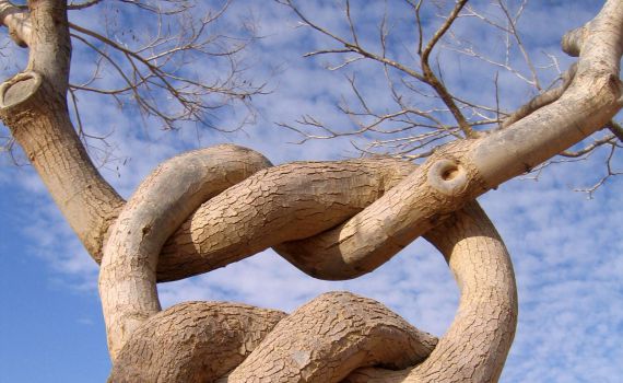 מרהיב: ספר 'בראשית' בתמונות מיוחדות