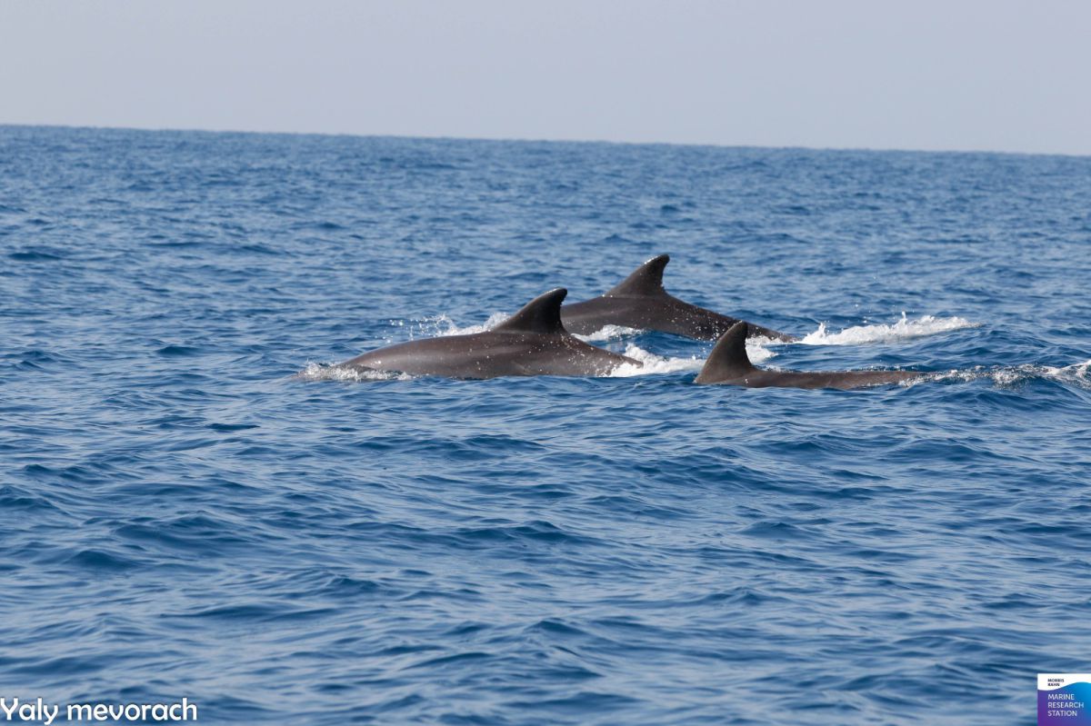 צפו: להקת דולפינים מול חופי אשדוד