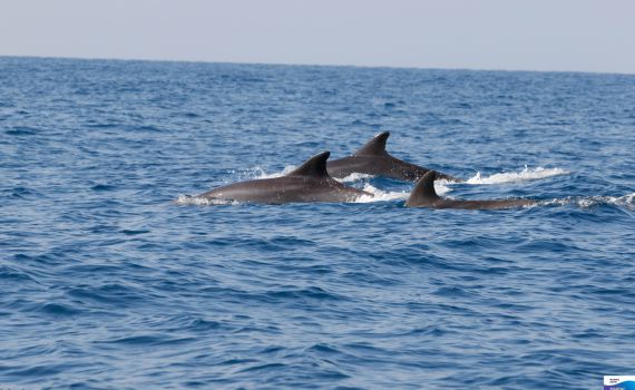 צפו: תיעוד מלהיב של להקת דולפינים מול חוף נתניה