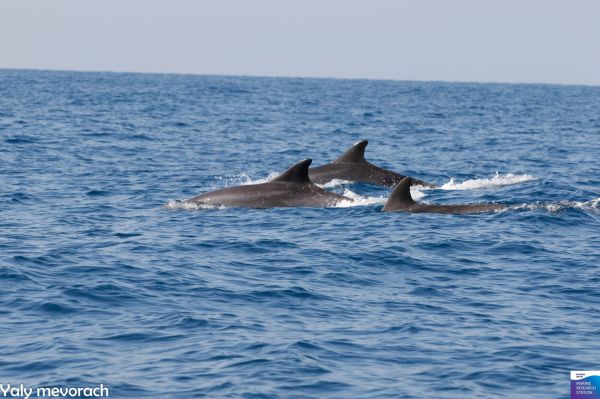 צפו: תיעוד מלהיב של להקת דולפינים מול חוף נתניה