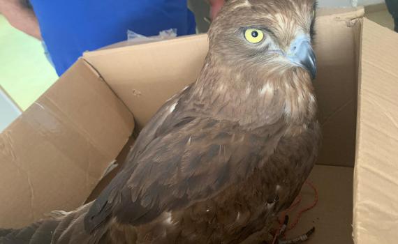 עוף דורס הוחזק ואולף כדי להימכר ב-10 אלף ש"ח