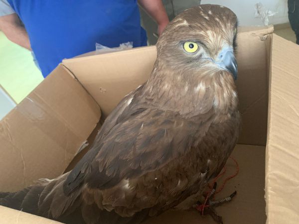 עוף דורס הוחזק ואולף כדי להימכר ב-10 אלף ש"ח