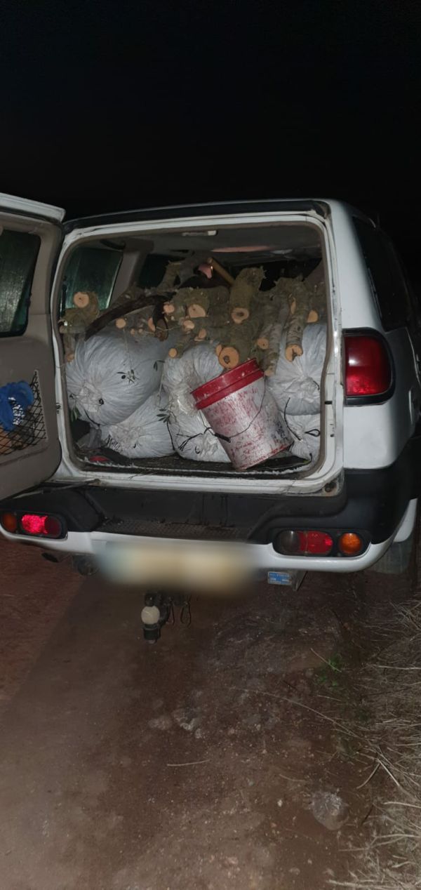 זוג מעראבה נתפס גונב 300 ק"ג זיתים מחקלאים יהודים