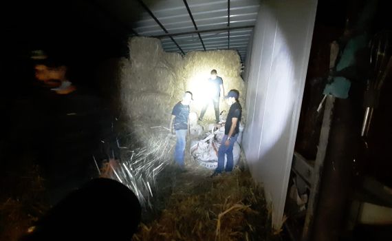 ערבי גנב 12 טון זיתים מחקלאים יהודים בגליל