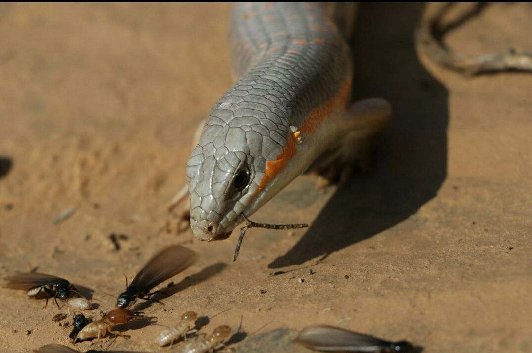 כמו בנשיונל ג'יאוגרפיק: חומט מנומר טורף חרקים