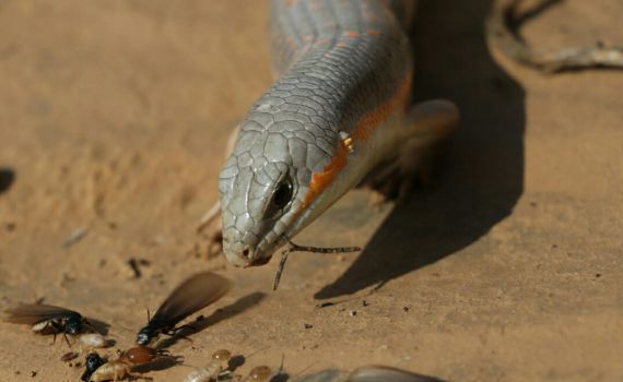 כמו בנשיונל ג'יאוגרפיק: חומט מנומר טורף חרקים