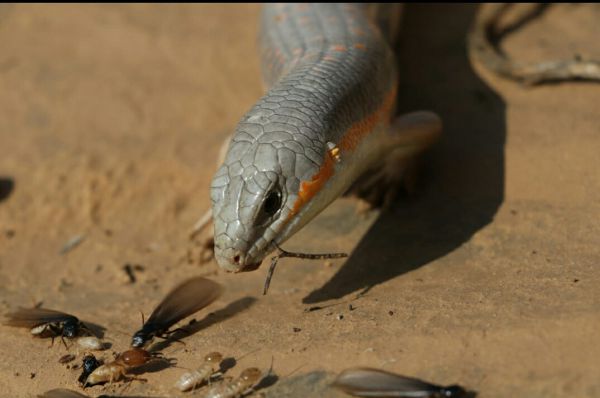 כמו בנשיונל ג'יאוגרפיק: חומט מנומר טורף חרקים