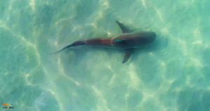 תופעה חריגה: עלייה דרמטית בכמות תקיפות הכרישים