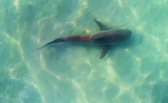 רשות הטבע והגנים מזהירה: אל תצללו ליד הכרישים