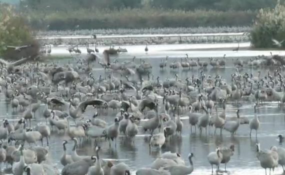 צפו: עשרות אלפי עגורים נחים באגמון החולה