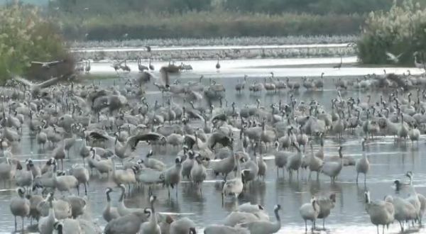 צפו: עשרות אלפי עגורים נחים באגמון החולה