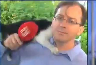 באמצע שידור: חתול זינק על כתב חדשות 13.צפו