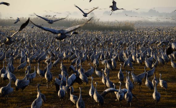 "נדידת העופות" של עם ישראל / הרב שמואל אליהו