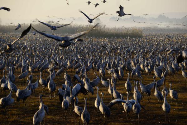 "נדידת העופות" של עם ישראל / הרב שמואל אליהו