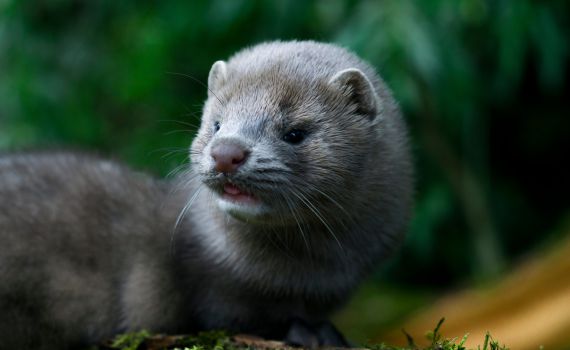 חשש: ישראלים נדבקו במוטציה של קורונה מחורפן