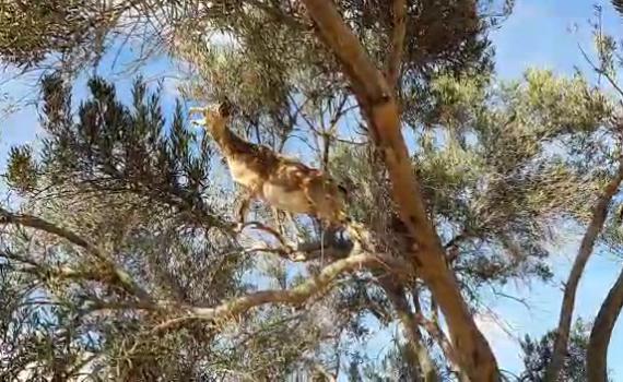 תיעוד מהטבע: יעל מטפסת על עץ בשביל ארוחת צהריים