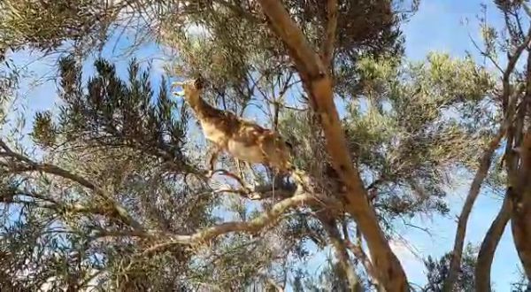 תיעוד מהטבע: יעל מטפסת על עץ בשביל ארוחת צהריים