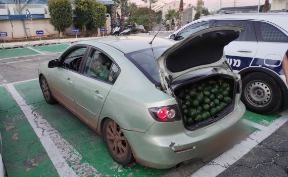 תושב רמת השרון גנב 680 קילו אבוקדו מקיבוץ גליל ים