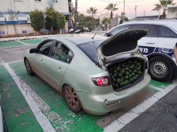 תושב רמת השרון גנב 680 קילו אבוקדו מקיבוץ גליל ים
