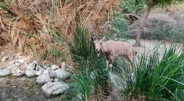 יום ראשון לסגר: היעלים השתלטו על נחל עין גדי
