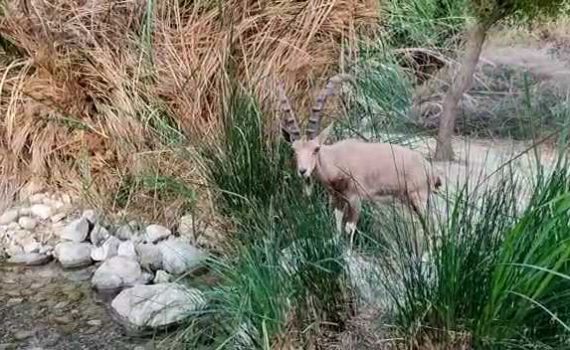 יום ראשון לסגר: היעלים השתלטו על נחל עין גדי