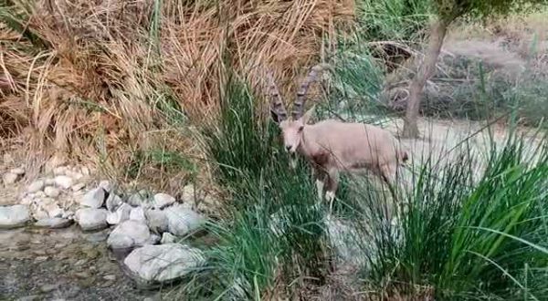 יום ראשון לסגר: היעלים השתלטו על נחל עין גדי