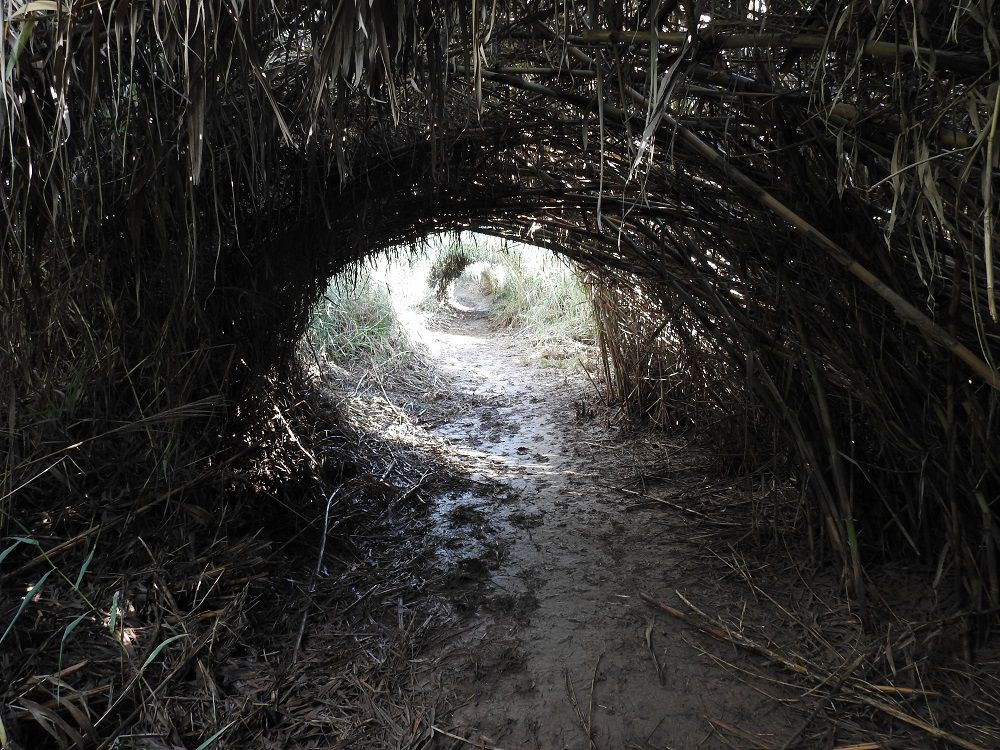 בזמן החיפושים אחר נעדר: גופה אותרה ליד נחל הירקון