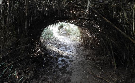 בזמן החיפושים אחר נעדר: גופה אותרה ליד נחל הירקון