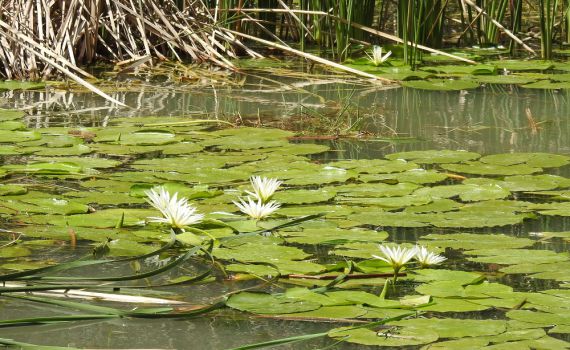 שומרים על בעלי החיים המימיים (חיות מים)