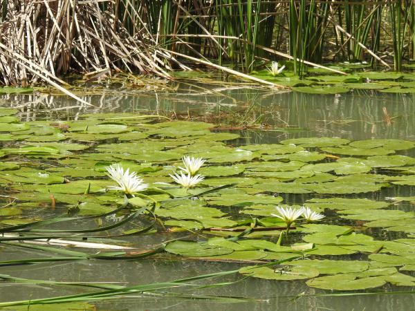 שומרים על בעלי החיים המימיים (חיות מים)