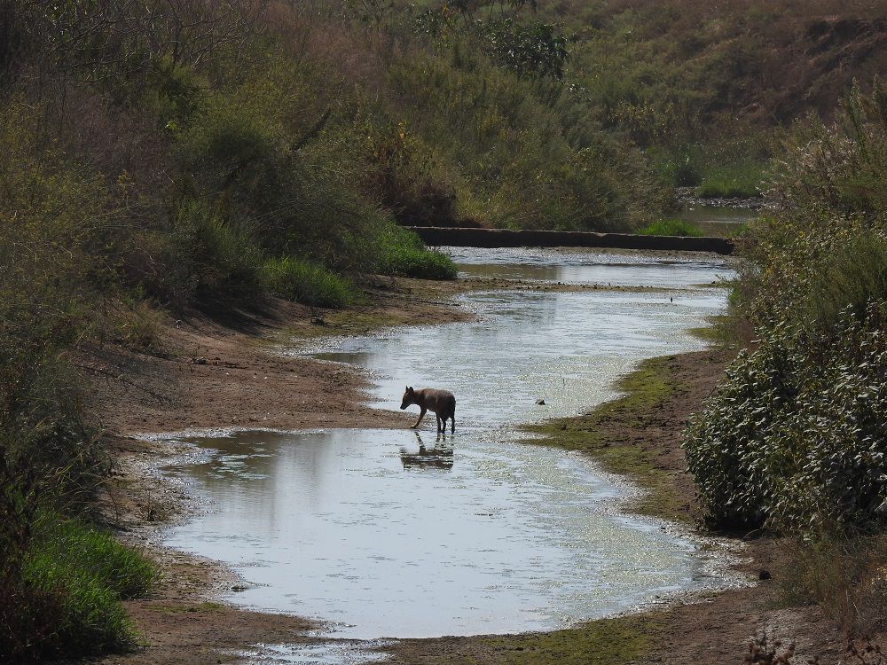 צפו: תמונות טבע מקסימות מנחל הירקון