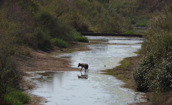 צפו: תמונות טבע מקסימות מנחל הירקון