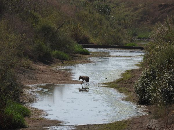 צפו: תמונות טבע מקסימות מנחל הירקון