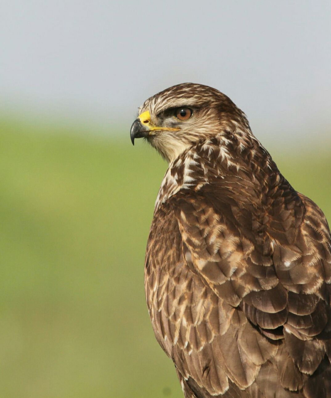 תמונת היום: עקב חורף נהנה מהשמש הישראלית