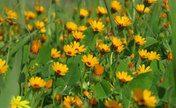 ט"ו בשבט ירושלמי: כמה עצים יש בעיר הבירה?