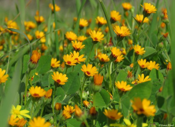ט"ו בשבט ירושלמי: כמה עצים יש בעיר הבירה?