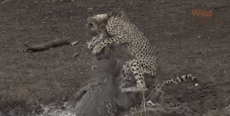 תיעוד מטורף: קרוקודיל ענק מזנק וטורף ברדלס. צפו