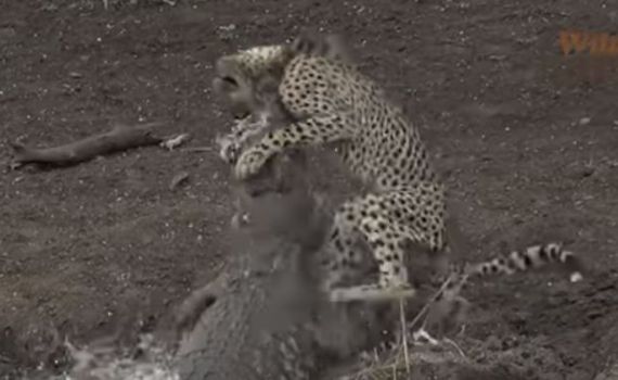 תיעוד מטורף: קרוקודיל ענק מזנק וטורף ברדלס. צפו