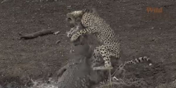 תיעוד מטורף: קרוקודיל ענק מזנק וטורף ברדלס. צפו