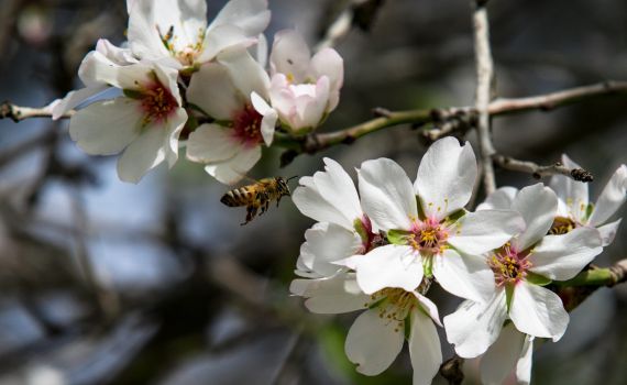 לצמוח מתוך הקושי: דבר תורה קצר על ט"ו בשבט