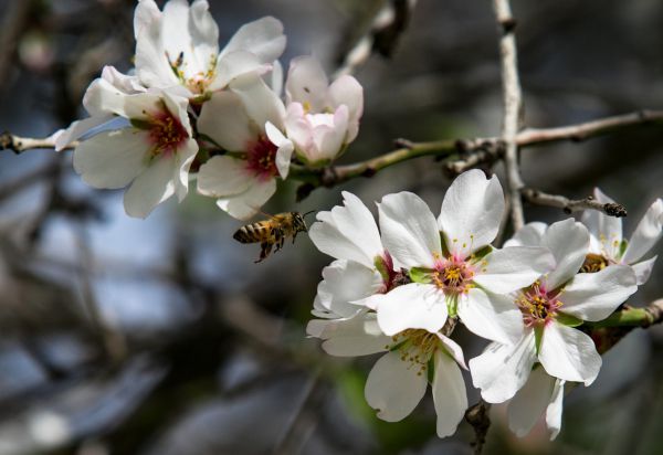 לצמוח מתוך הקושי: דבר תורה קצר על ט"ו בשבט