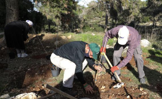 איזה עץ כדאי? 6 עצות לנטיעות בט"ו בשבט