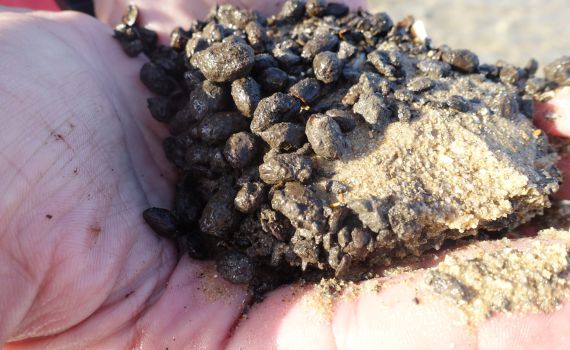 4,000 שנה מוקדם משידענו: נמצאו זיתים שהופקו למאכל