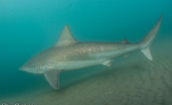 אחרי 6 שנות מחקר: כרישה סנפירתנית זוהתה מול חדרה