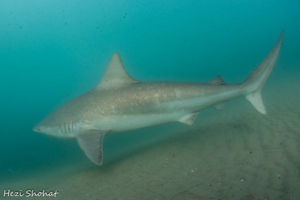 אחרי 6 שנות מחקר: כרישה סנפירתנית זוהתה מול חדרה