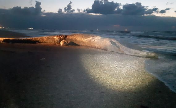טרגדיה בחוף ניצנים: גופת לוויתן נפלטה מהים
