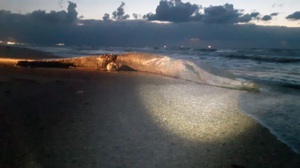 טרגדיה בחוף ניצנים: גופת לוויתן נפלטה מהים