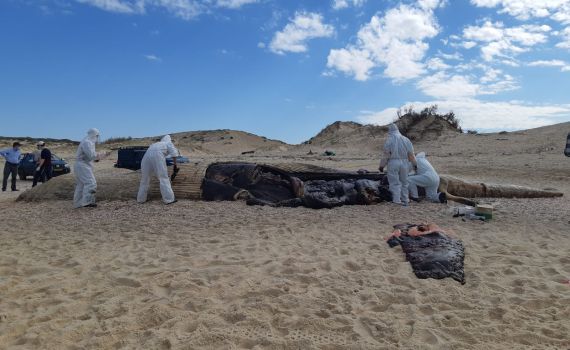 בניתוח גופת הלוויתן נמצאו חומרים שקשורים בזיהום נפט